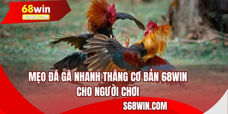 Mẹo đá gà thắng nhanh cơ bản ở 68WIN cho người chơi 