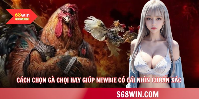 Cách chọn gà chọi hay giúp newbie có cái nhìn chuẩn xác